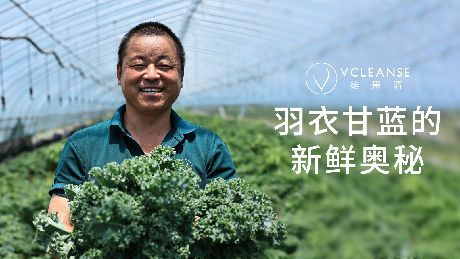 羽衣甘蓝基地介绍